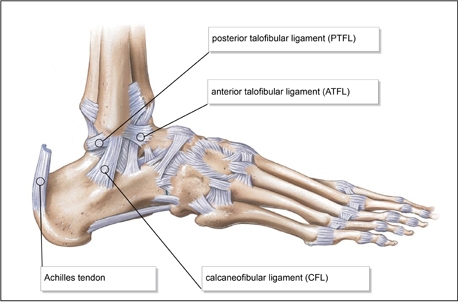 medial ankle ligaments